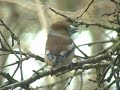 Hawfinch - Kjernebiter Hawfinch - Kjernebiter