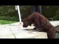 Schnitzel the Labradoodle