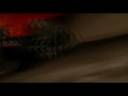 Samurai Intro