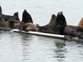 Sea lions in Crescent City Ca