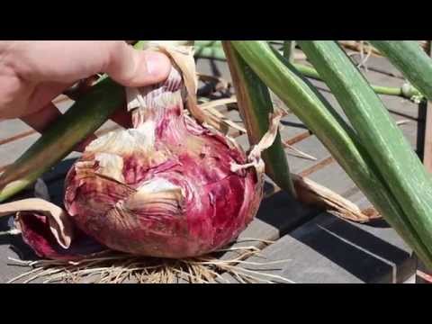 how to harvest red onions