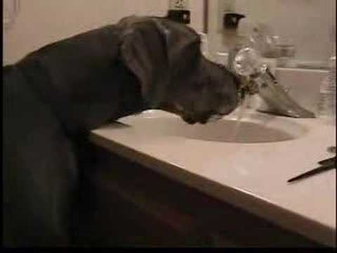 Great Dane Water Dish