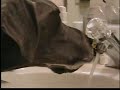 Great Dane Water Dish