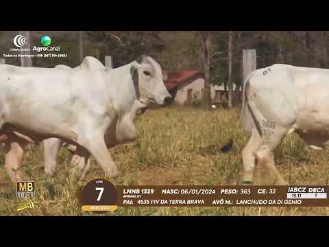 511� LEIL�O VIRTUAL MB LEIL�ES