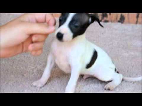 Strider My Italian Greyhound