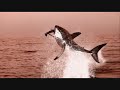 ...sch�ner remix zu nem hammer lied...

share this moment with you, people

bilder sind aus dem film unsere erde...
