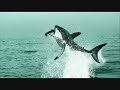 ...sch�ner remix zu nem hammer lied...

share this moment with you, people

bilder sind aus dem film unsere erde...