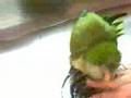 bathing Quaker