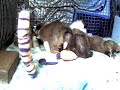 Puppy Surveillance