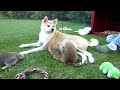 Akita inu Haguro Kensha Akita Inu