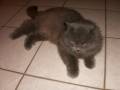 nounours2