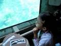videos de Eva and Tochi Polar bear