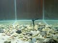 Netbait Paca Craw