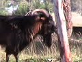 Billy Goat Behavoir in Breeding Season Billy Goat Behavoir in Breeding Season