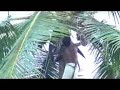 Sankaran still on Coconut tree
