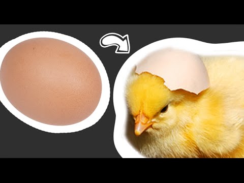 how to fertilize eggs to hatch