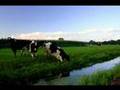 John Wright & Rolling Home - Fries om Utens