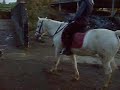 Zur Reithalle Reiten - mit Lisa und Isi Zur Reithalle Reiten - mit Lisa und Isi