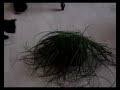 oscar vs kitty grass oscar vs kitty grass