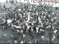 Pigeons on Catalunya square