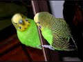 Opie & Anthony: Birds Suck Opie & Anthony: Birds Suck