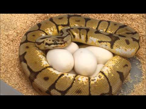 YouTube reptile video
