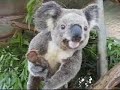 Hamlyn Bev: curious koala