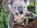 Hamlyn Bev: curious koala