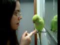 Ringneck Tricks!