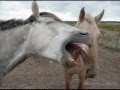 droles de chevaux