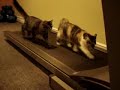 Кошки на беговой дорожке