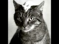 Cat And Mouze