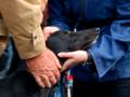 videos de 28 Retired Greyhound in Italy - 29,November 2008