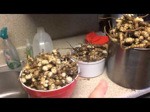 how to harvest and store jerusalem artichokes