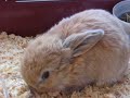 Lapin B�lier