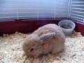 Lapin Bélier
