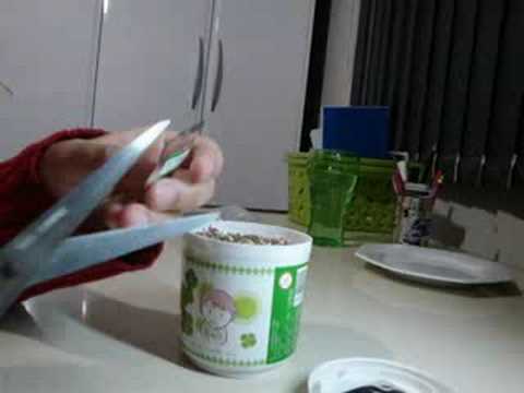 how to plant a four leaf clover