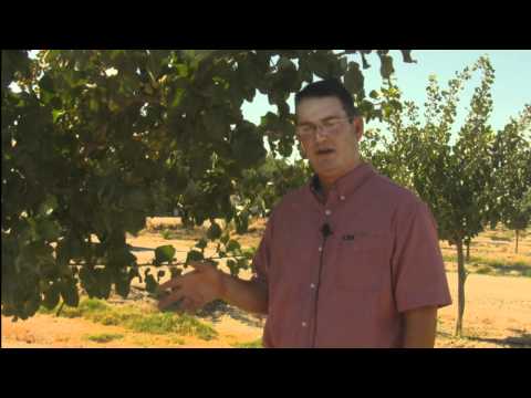 how to harvest pistachios at home