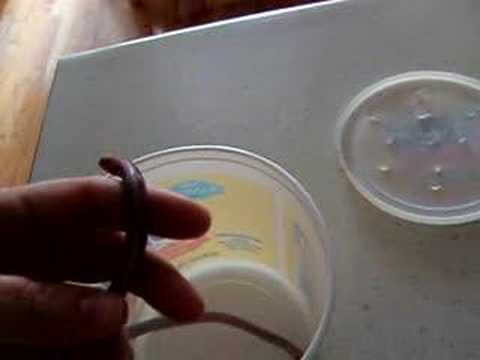 Worm Lizard 1