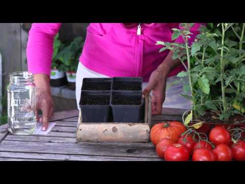 how to grow ugly tomatoes