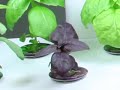 AeroGarden International Basil Seed Kit 4 of 7