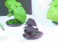 AeroGarden-Internati