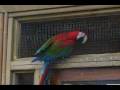 videos de Ride on movie