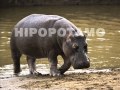 Click to View : animales de la selva