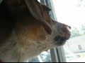 watch-dog.html