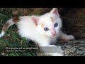 Gatti pazzi