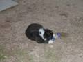 videos de boule de poil