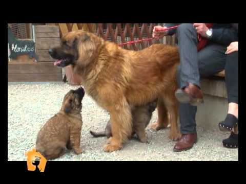 leonberger
