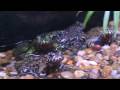 Tour of Petland P1