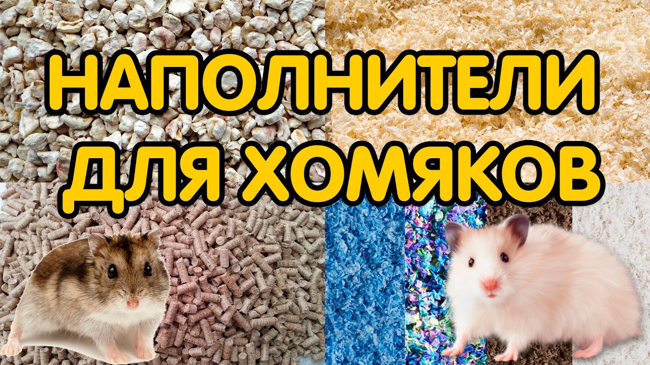 Наполнитель для хомяков: опилки, кукурузный и древесный наполнитель – какой лучше?
